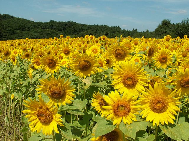 Ȭ�ͻ���軳�γڹ��ΤҤޤ������